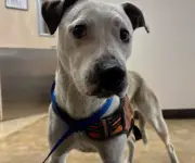 Pitbull Roo rescued from SF railway tunnel after two days