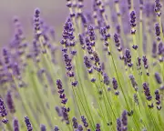 Purple Reigns Supreme as Britain's Favourite Garden Colour