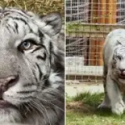 Rescued white tiger Aleks takes first steps on grass after war ordeal
