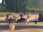 Royal Parks warns deer feeding is 'highly dangerous' amid shocking videos