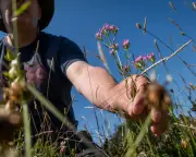 Self-seeded wildflower meadow thrives without sowing in Norfolk