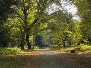 Shaded Hainault Forest Walk: Ponies, Meerkats, and 400 Acres