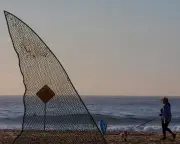 Sharks in Australia: Fear, Fascination, and Conservation Tensions