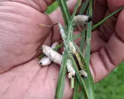 Soil fungus shows promise against African armyworm pest
