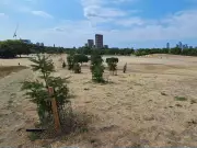 South London park 'trashed' by 15,000 daily visitors, locals demand event policy change