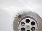 Spider mating season UK: £1.30 kitchen spray trick to keep them out