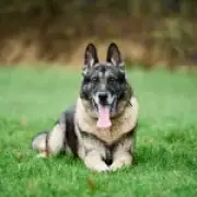 Stabbed police dog Audi helps jail attacker and inspires law change