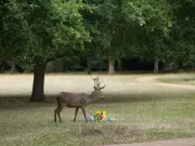Stag put down after Richmond Park attack; visitors warned again
