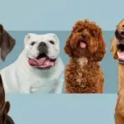 Taylor Swift's Samoyed Could Dethrone Cockapoo as UK's Most Popular Dog Breed