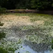 Toxic algae warning: Swimmers and pets told to stay out of Thames bathing site