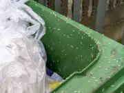 Two kitchen spices that deter flies and maggots in wheelie bins