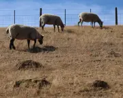 UK Heatwaves: Farm Animal Welfare Overlooked in Climate Plans