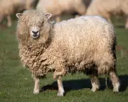 Unsheared Sheep Suffer in UK Heat as Visa Refusal Hits Shearers