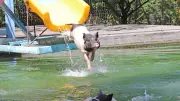 Weekend Photos: Pig Slides, Naked Cyclists, and Fireworks