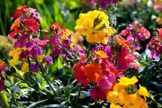 YouGarden Autumn Winter Bedding Plants Deal 1997