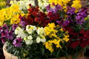 YouGarden Offers Sugar Rush Wallflowers: 40 Packs for £11.99