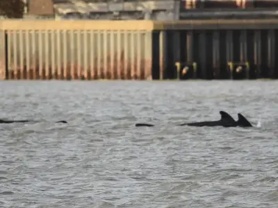 15 pilot whales spotted 20 miles up River Thames near Gravesend