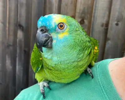 Bud the Parrot: From Crisp Addiction to Beloved Diva