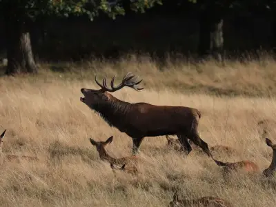 Bushy Park closes for annual deer cull starting September