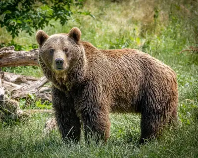 Cantabrian brown bears claw back from extinction in Asturias