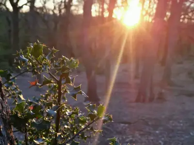 Croham Hurst Walk: A Leafy Escape Near Croydon Under 1 Hour