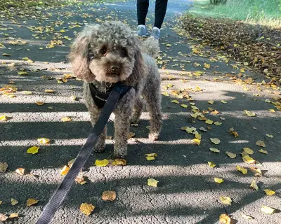 Dog Walking Mistakes: Experts Reveal How to Walk Your Dog Properly