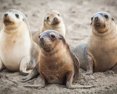 First H5 bird flu death of endangered Australian sea lion recorded in SA