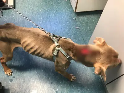 Lewisham woman banned from keeping animals after dog's starvation death