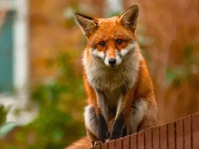 London Fire Brigade rescues fox trapped in Chelsea gate