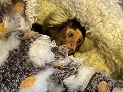 Marmoset kept in bird cage rescued from Greenwich property