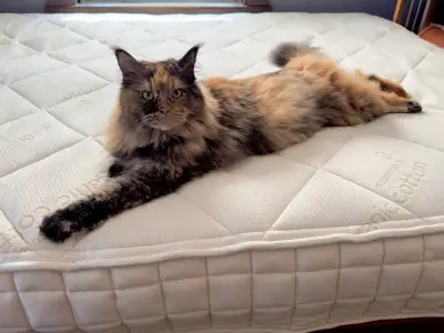 Naturepedic Serenade mattress review: eco-friendly comfort with a bouncy feel