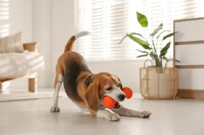 Online pet store Funny Fuzzy shut down after £6.3m probe