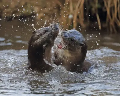 Otters' wild battle cries echo across Isle of Lismore