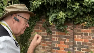 Rare Ivy Bees Found at University College School in Hampstead
