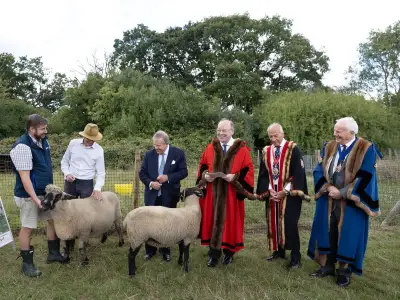 Sheep return to Hampstead Heath for conservation grazing trial