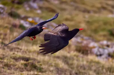 Six chough chicks fledge in Kent as population reaches 35
