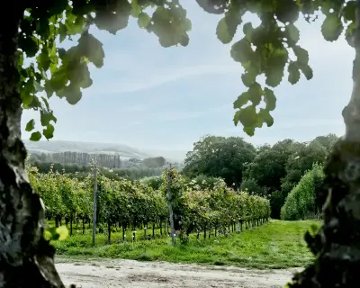 Taittinger-backed Kent vineyard opens doors to visitors