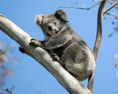 Victoria's koala population half of previous estimates, report finds