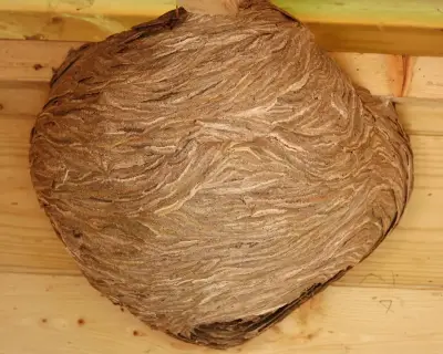 Wasps' nest in shed a 'work of art' after 10-week construction