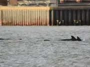 15 pilot whales spotted 20 miles up River Thames near Gravesend