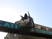 Catford's revised regeneration plan unveiled by Lewisham Council
