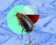 Cockroach Infestation in London Flat: A Pest Nightmare