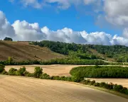 Country diary: Rain transforms parched Berkshire landscape