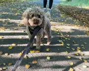 Dog Walking Mistakes: Experts Reveal How to Walk Your Dog Properly