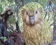 Kākāpō population hits 325 after record breeding season in NZ