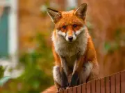 London Fire Brigade rescues fox trapped in Chelsea gate