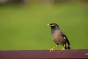 Myna birds' Sydney train rides are food-driven, experts say