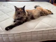 Naturepedic Serenade mattress review: eco-friendly comfort with a bouncy feel