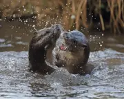 Otters' wild battle cries echo across Isle of Lismore