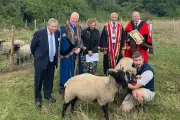 Rare-breed sheep return to Hampstead Heath for grazing